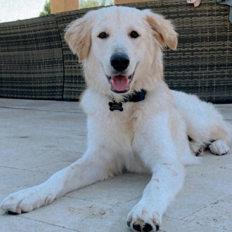 Limestone, a ADOPTABLE mixed breed in Mesa, AZ image 2/4