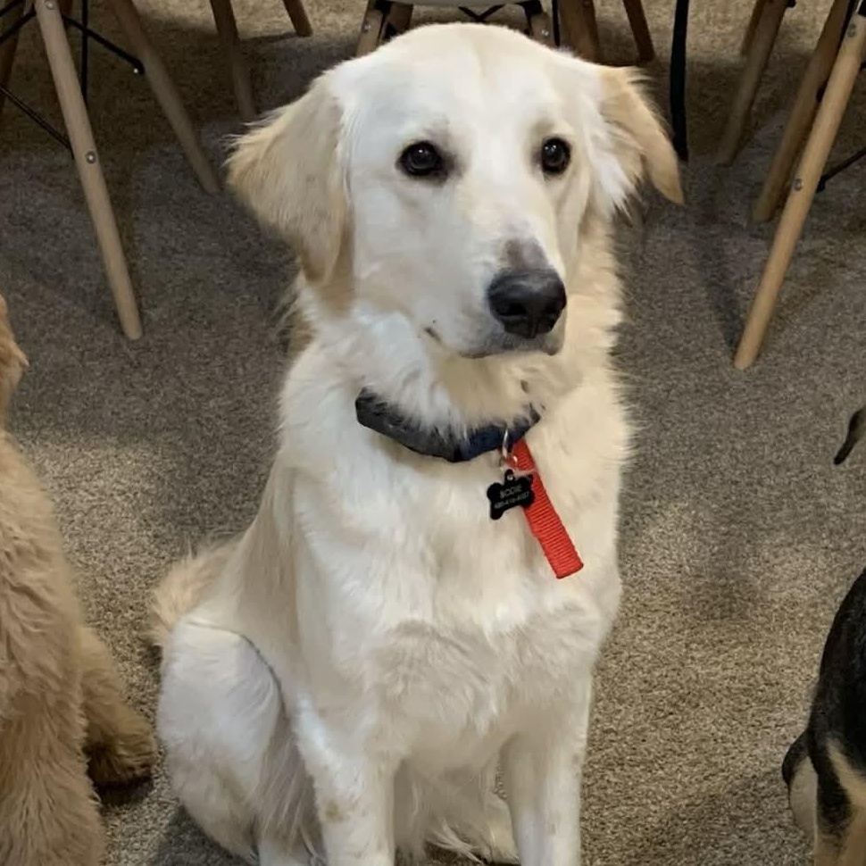 Limestone, a ADOPTABLE mixed breed in Mesa, AZ image 3/4