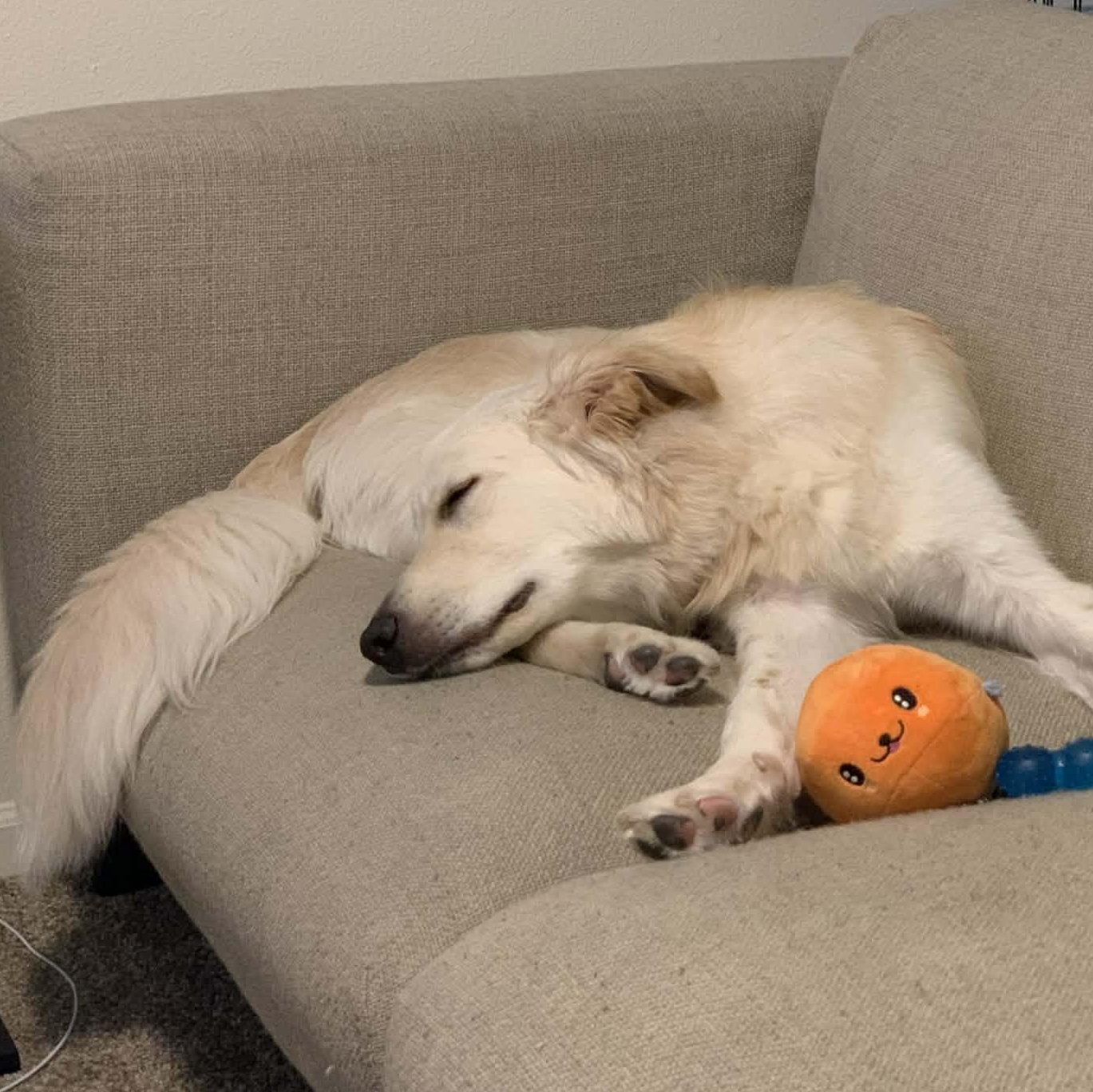 Limestone, a ADOPTABLE mixed breed in Mesa, AZ image 4/4