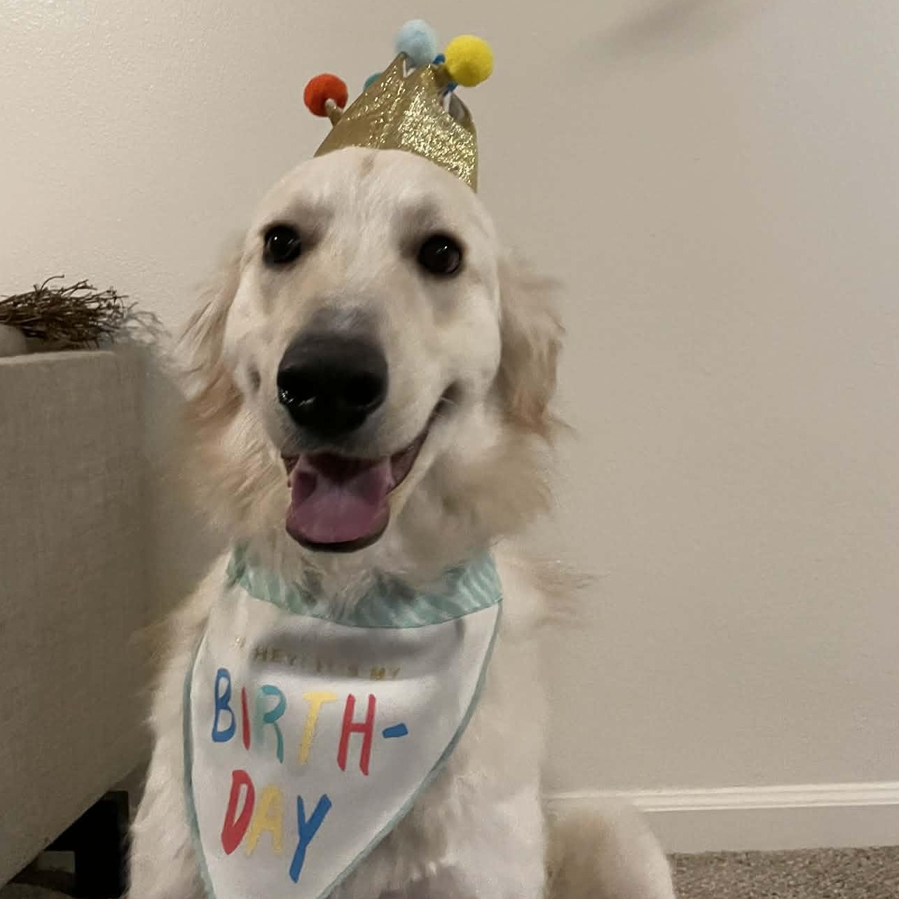 Limestone, ADOPTABLE, Adult Male Golden Retriever & Great Pyrenees.