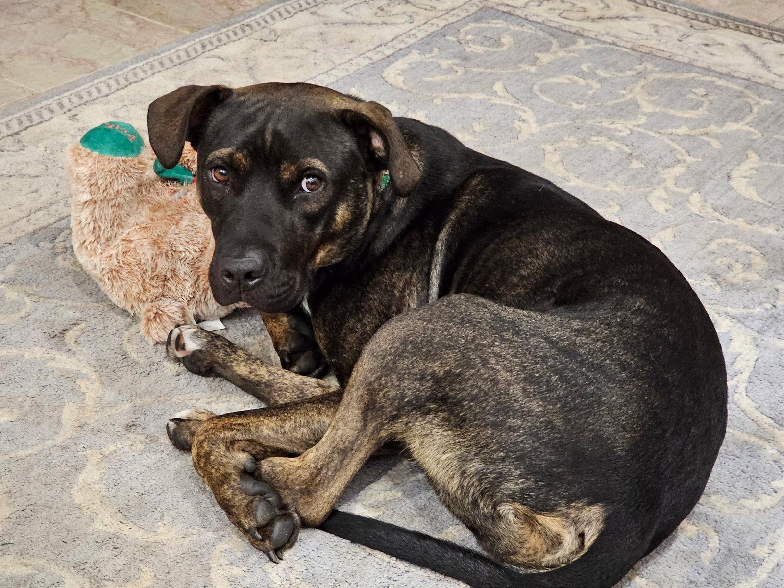 Jack, Adoptable, Adult Male Pit Bull Terrier.