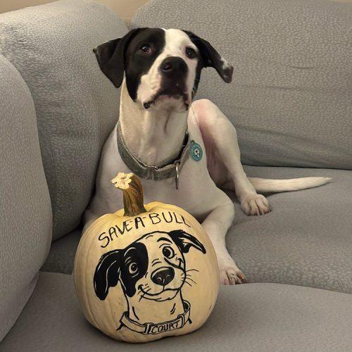 Court, Adoptable, Young Male American Staffordshire Terrier & Mixed Breed.