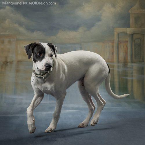 Enlarge Court, a Adoptable mixed breed in Minneapolis, MN image 2/6