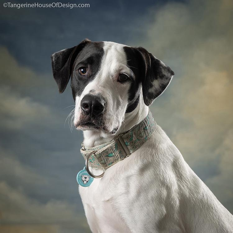 Enlarge Court, a Adoptable mixed breed in Minneapolis, MN image 3/6