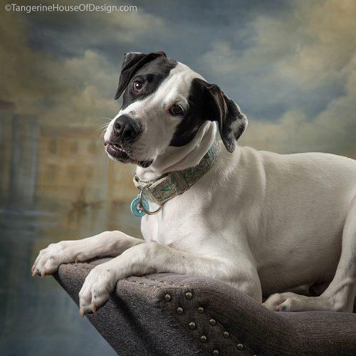 Enlarge Court, a Adoptable mixed breed in Minneapolis, MN image 4/6
