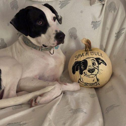 Enlarge Court, a Adoptable mixed breed in Minneapolis, MN image 5/6