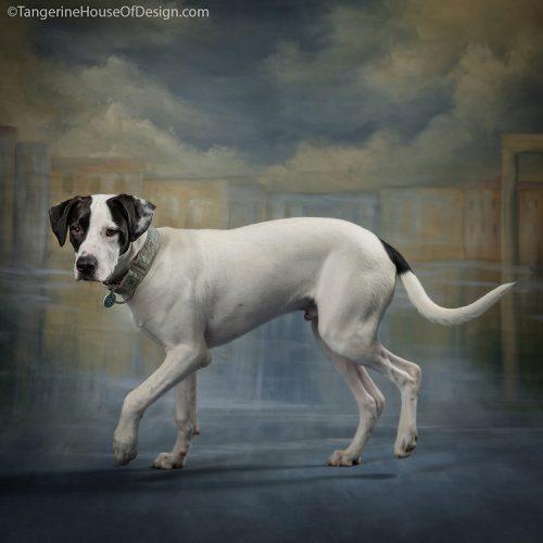 Enlarge Court, a Adoptable mixed breed in Minneapolis, MN image 6/6