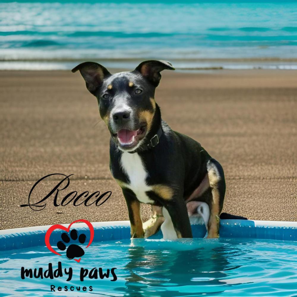 Enlarge Rocco, a Adoptable mixed breed in Council Bluffs, IA image 3/4