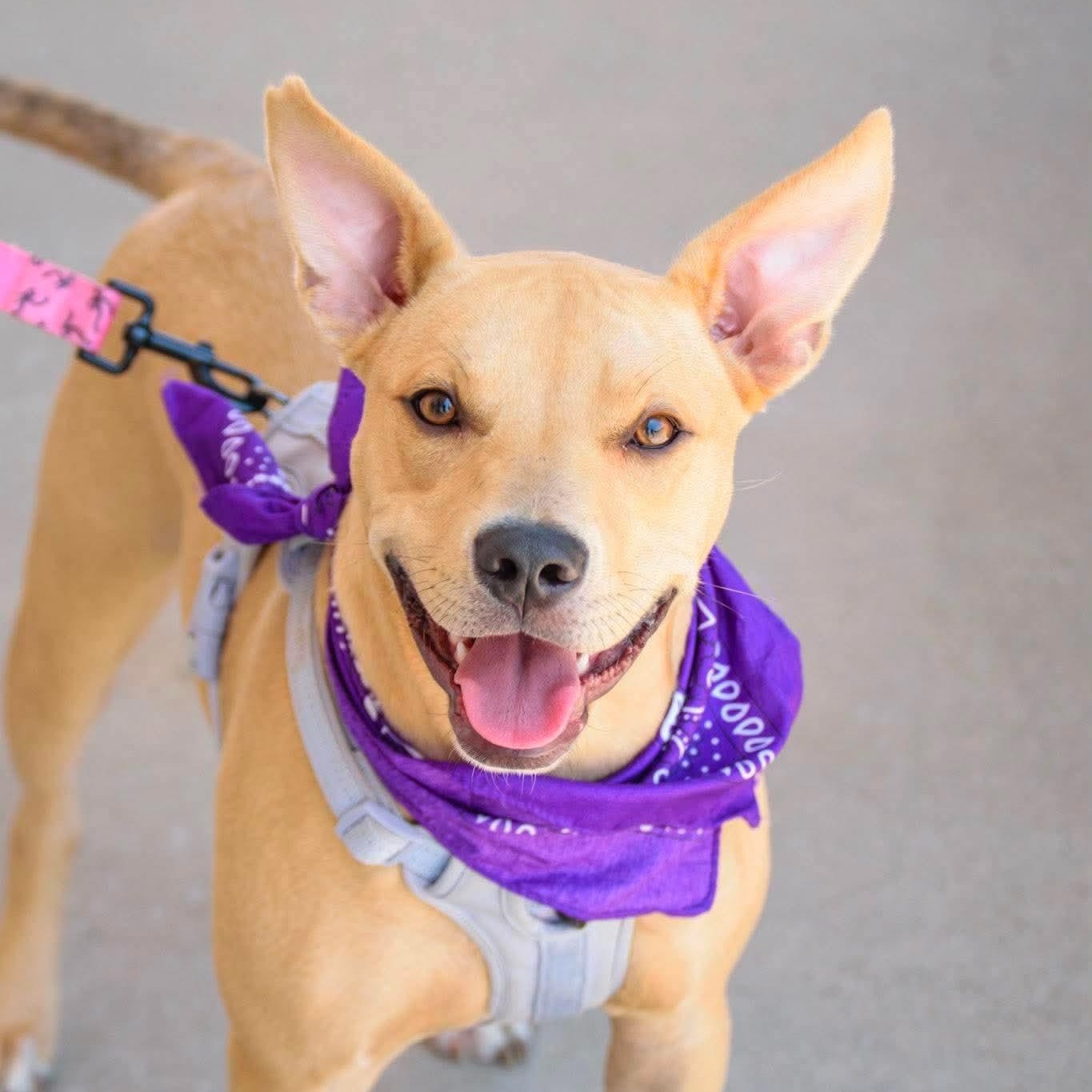 Serafina, ADOPTABLE, Young Female Pit Bull Terrier & Shepherd.