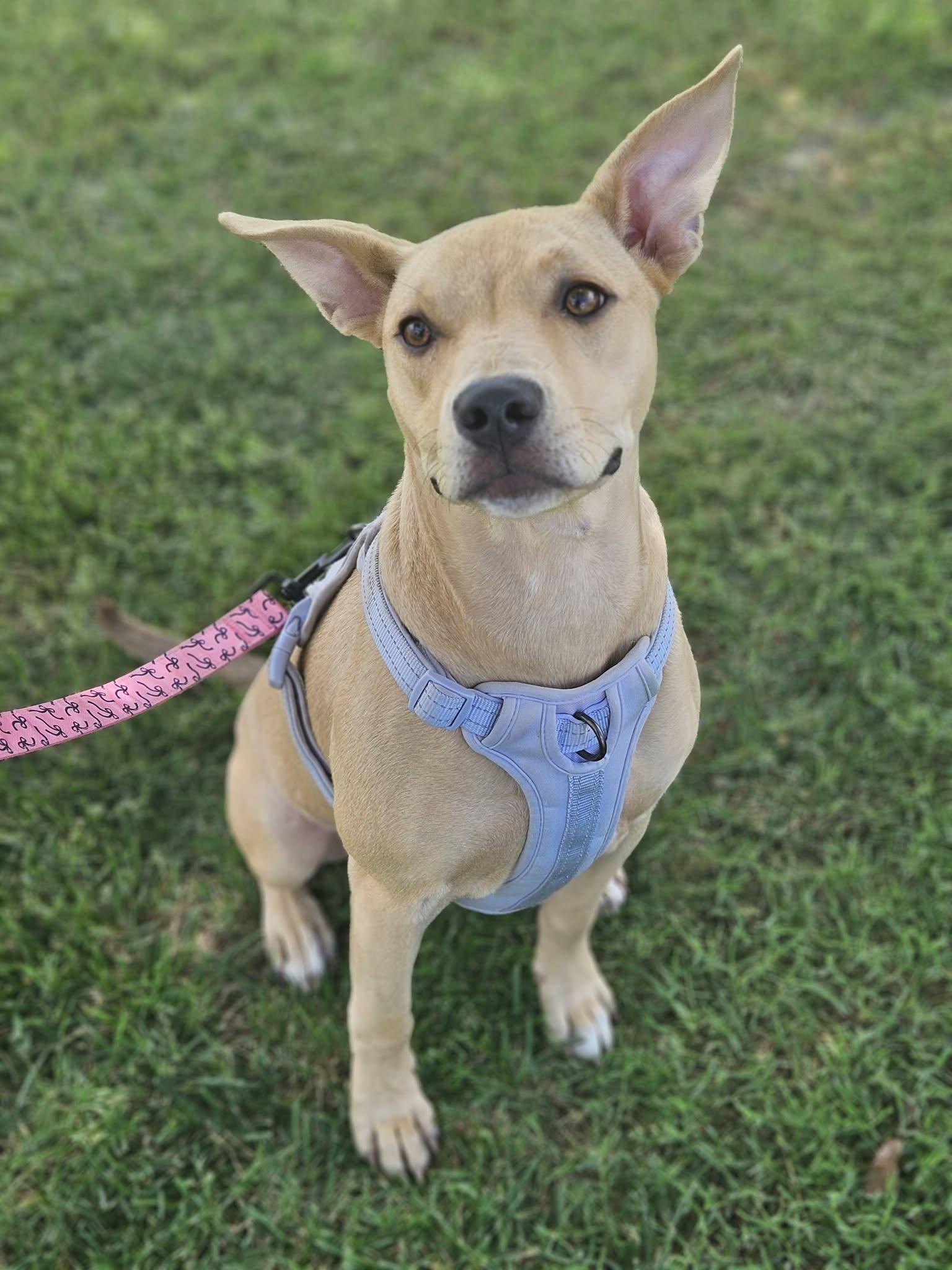 Serafina, ADOPTABLE, Puppy Female Pit Bull Terrier & Shepherd.