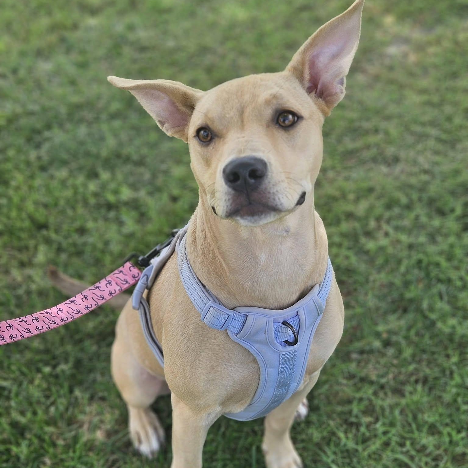 Enlarge Serafina, a ADOPTABLE mixed breed in Broken Arrow, OK image 2/5