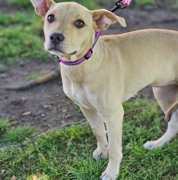 Serafina, ADOPTABLE, Puppy Female Pit Bull Terrier & Shepherd.