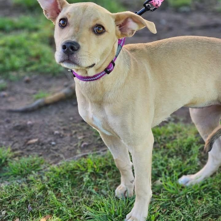Enlarge Serafina, a ADOPTABLE mixed breed in Broken Arrow, OK image 3/5