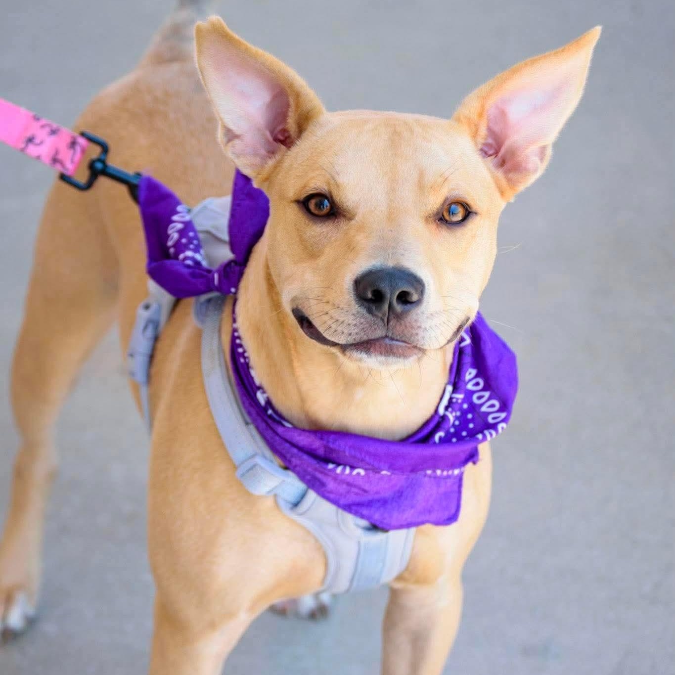Enlarge Serafina, a ADOPTABLE mixed breed in Broken Arrow, OK image 5/5