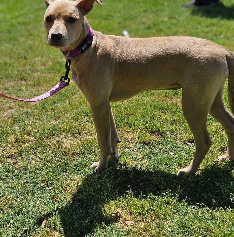Serafina, a ADOPTABLE mixed breed in Broken Arrow, OK image 2/4