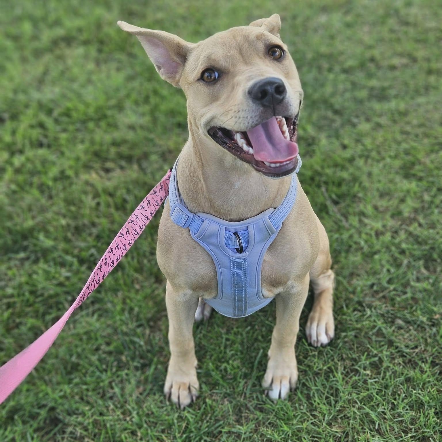 Enlarge Serafina, a ADOPTABLE mixed breed in Broken Arrow, OK image 4/5