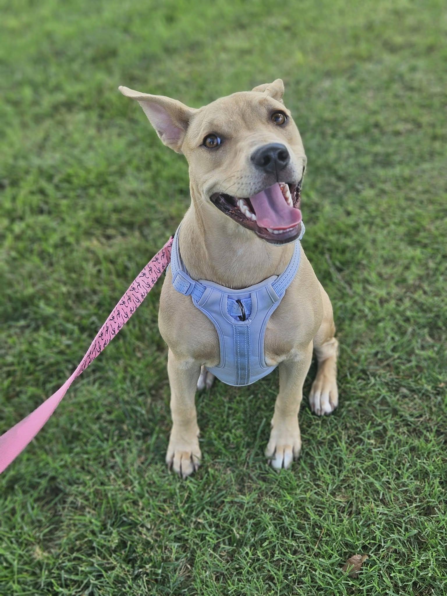 Serafina, a ADOPTABLE mixed breed in Broken Arrow, OK image 5/5