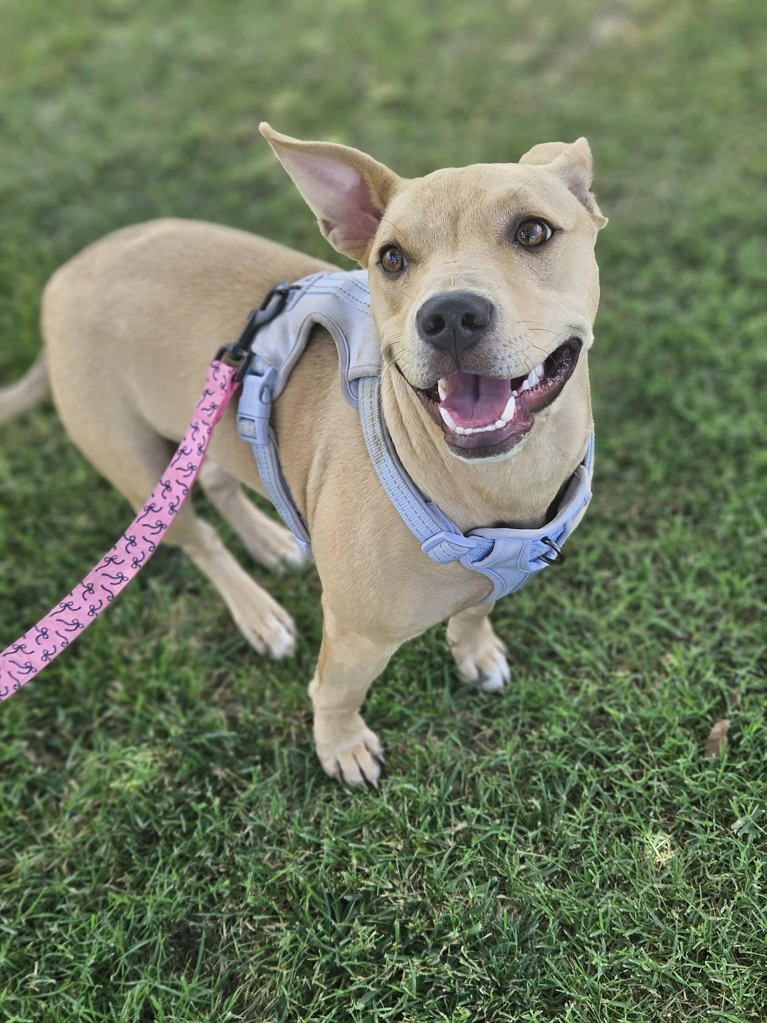 Serafina, a ADOPTABLE mixed breed in Broken Arrow, OK image 4/5