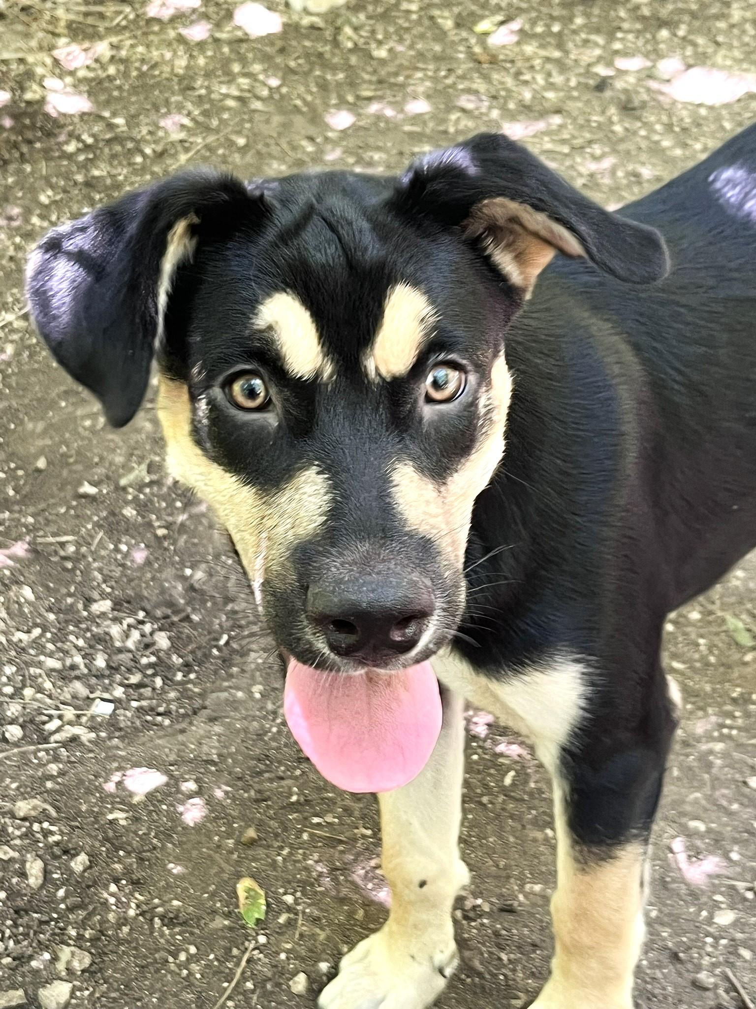 Jubilee, a Adopted mixed breed in Godley, TX image 4/6