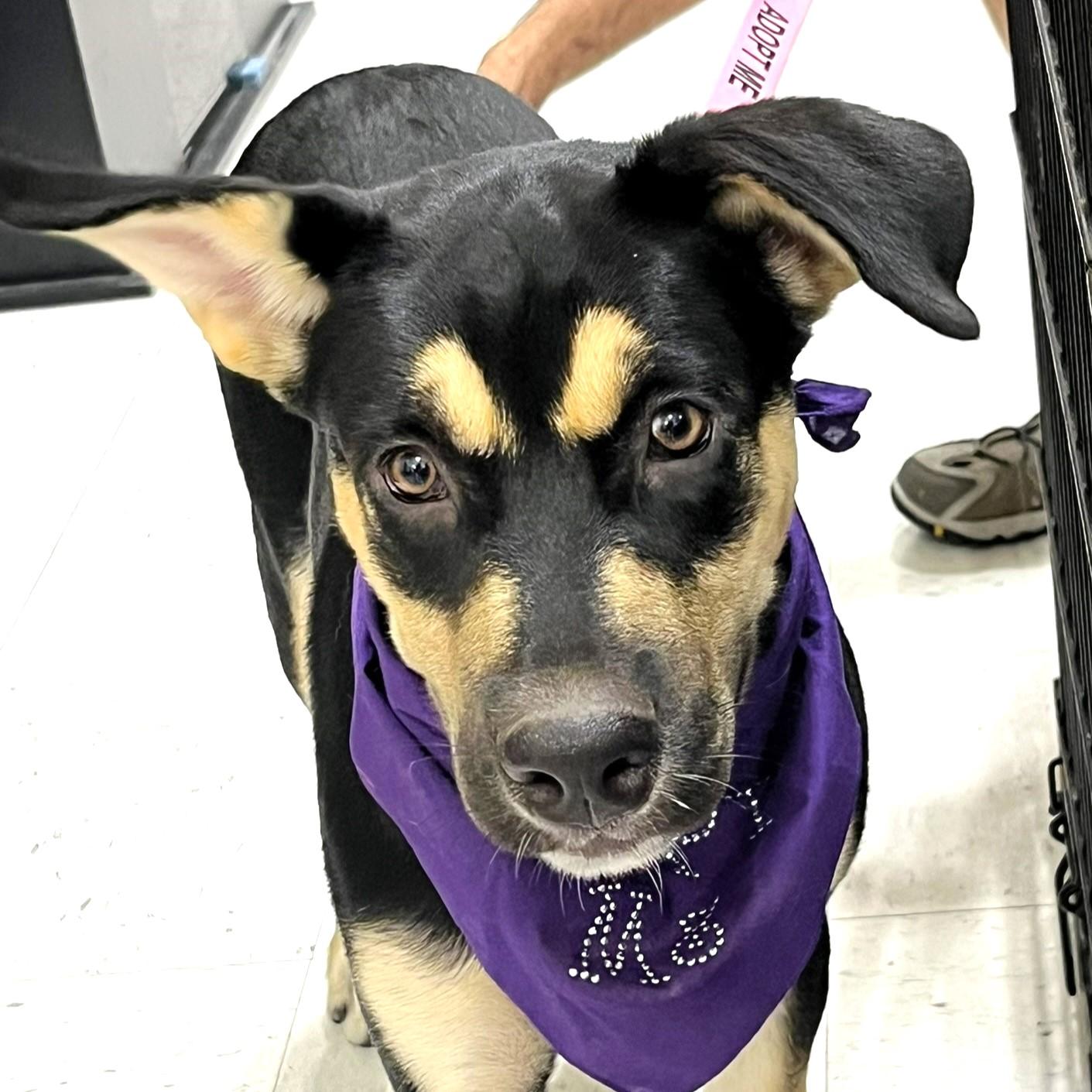 Jubilee, a Adopted mixed breed in Godley, TX image 1/6