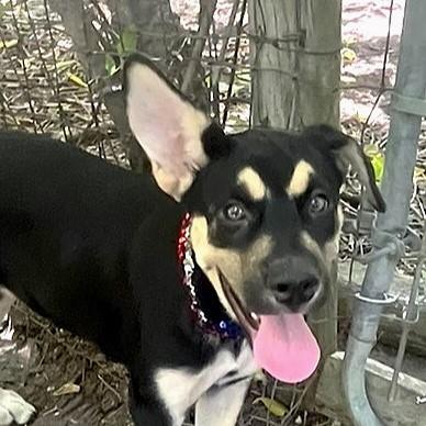 Jubilee, Young Female Shepherd