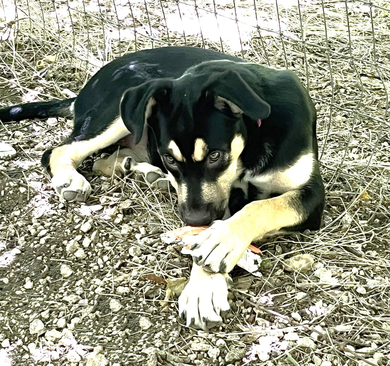 Jubilee, a Adopted mixed breed in Godley, TX image 6/6