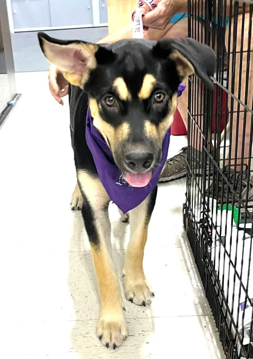 Jubilee, a Adopted mixed breed in Godley, TX image 2/6