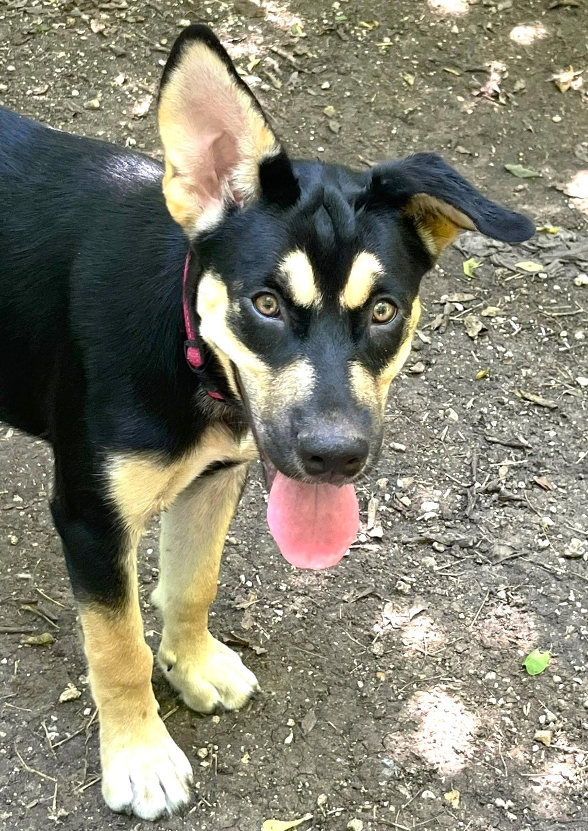Jubilee, a Adopted mixed breed in Godley, TX image 3/6