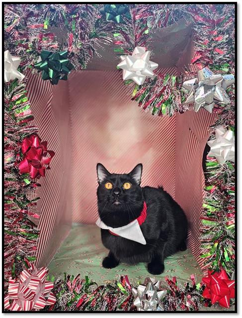 MACAROON, Adoptable, Young Male Bombay.