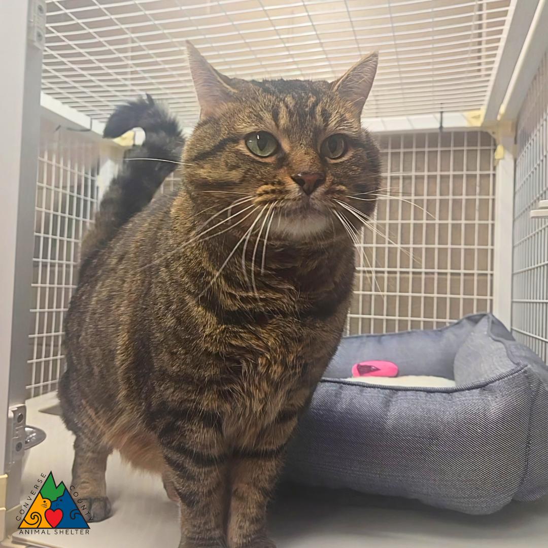 Stranger, ADOPTABLE, Adult Male Domestic Short Hair.