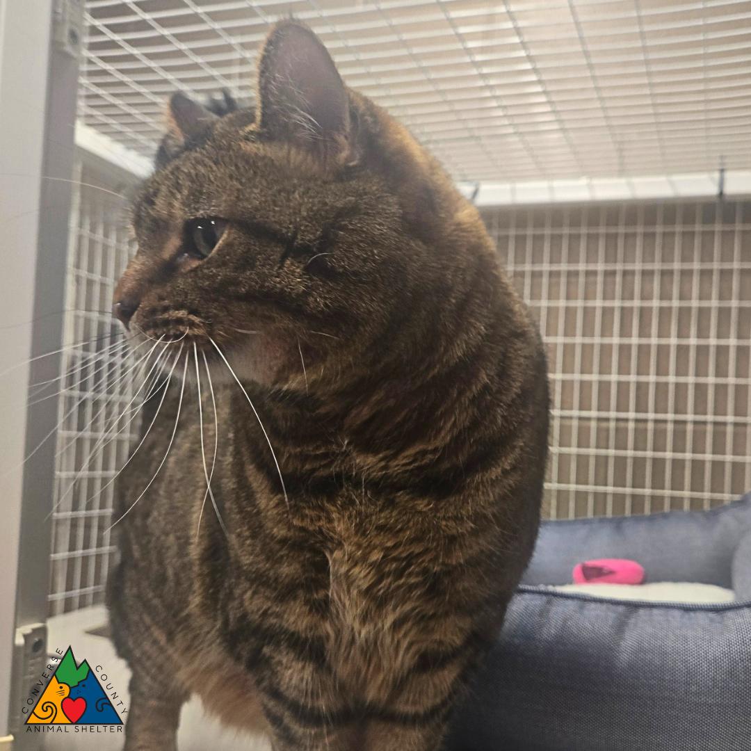 Enlarge Stranger, a ADOPTABLE Domestic Short Hair in Douglas, WY image 3/4