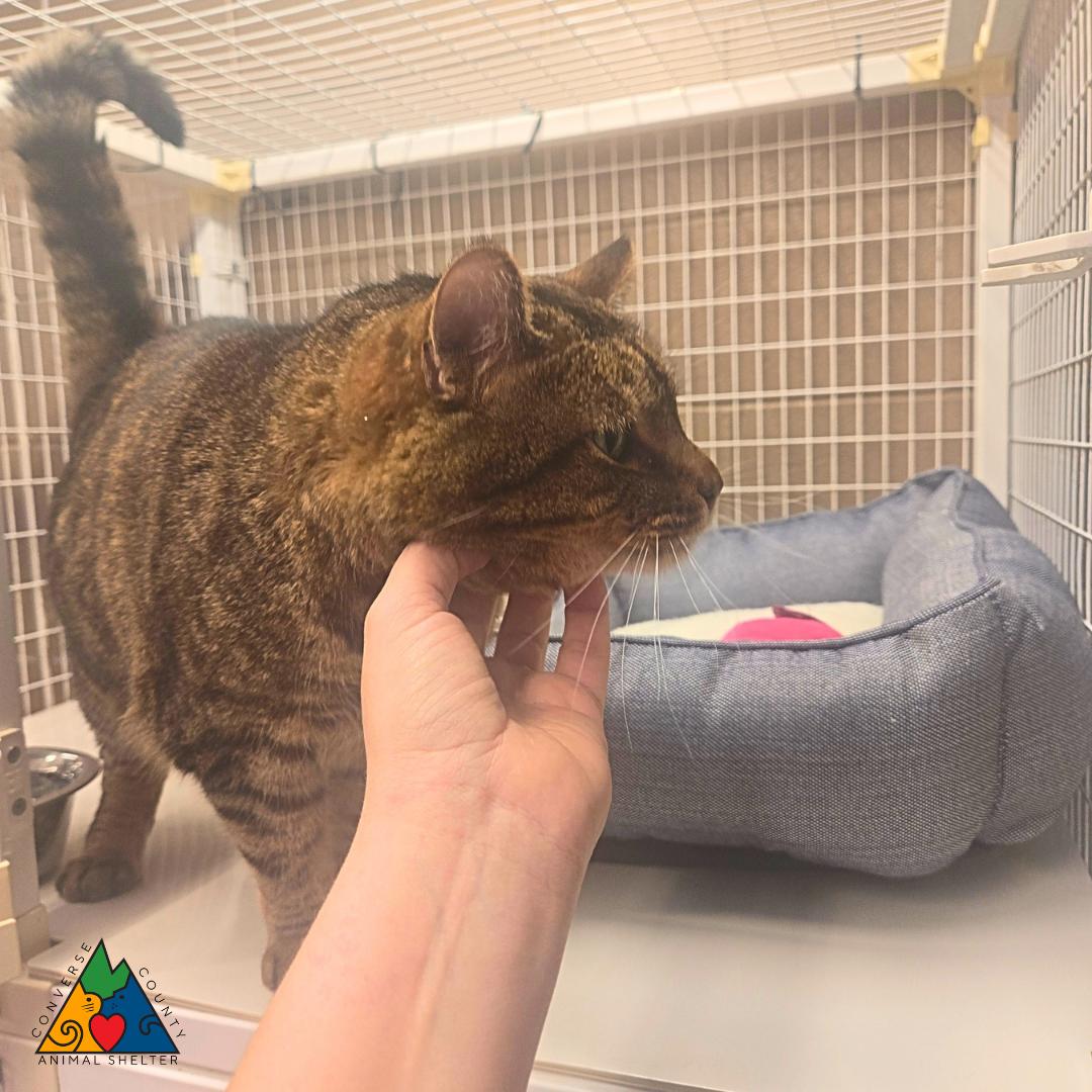 Enlarge Stranger, a ADOPTABLE Domestic Short Hair in Douglas, WY image 2/4