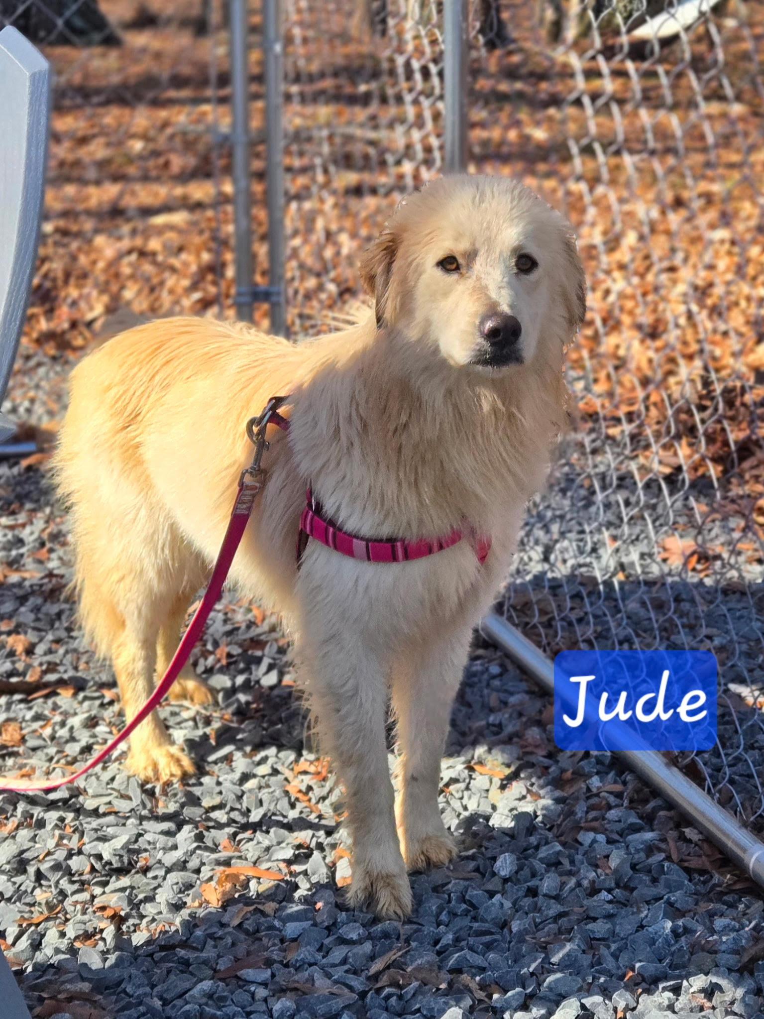 Jude, Adopted, Young Male Great Pyrenees.