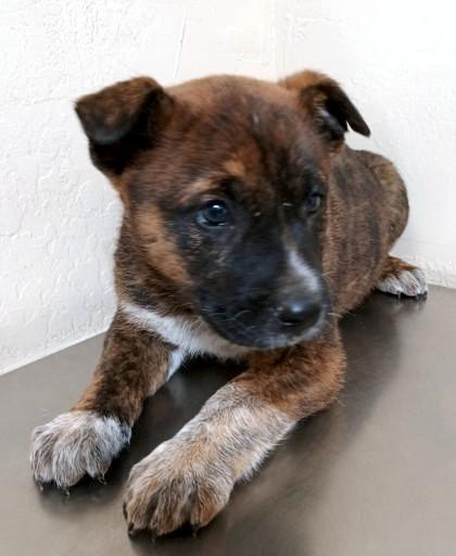 Enlarge Oogie Boogie, an adopted mixed breed in Flagstaff, AZ image 1/1