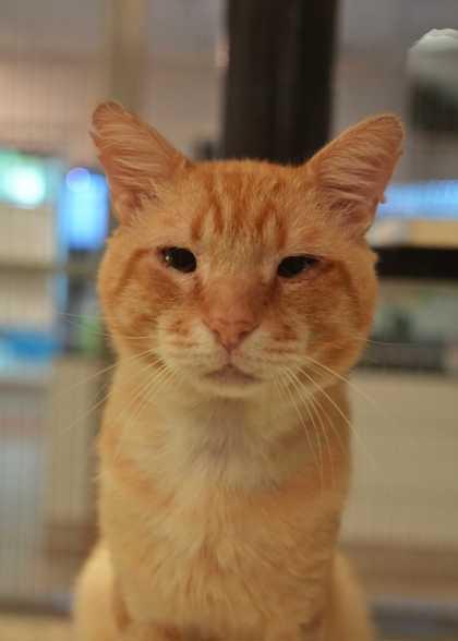 Chester 63903, a Adoptable mixed breed in Aiken, SC image 1/2