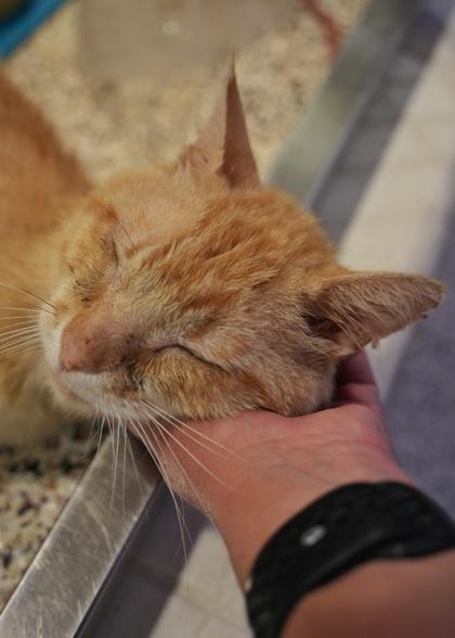 Chester 63903, Adoptable, Adult Male Domestic Short Hair & Domestic Short Hair.