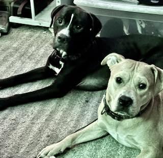 Jax and Milo bonded brothers surrendered together, ADOPTABLE, Adult Male Pit Bull Terrier.