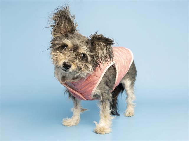 ZILLA, Adoptable, Senior Female Yorkshire Terrier.