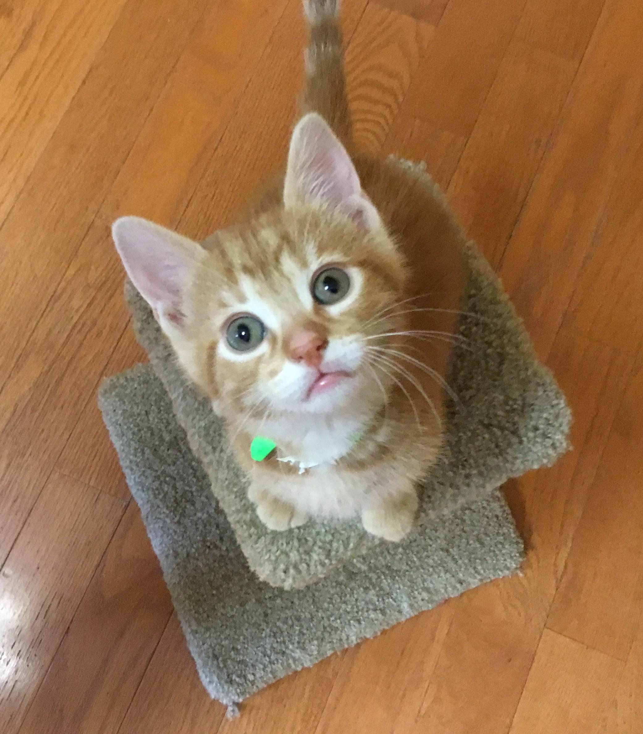 Tangerine, a Adopted Domestic Short Hair image 2/4