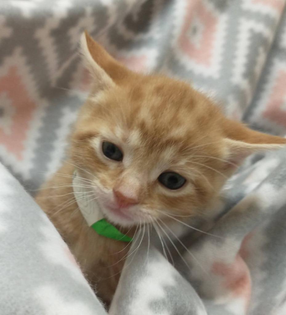 Tangerine, a Adopted Domestic Short Hair image 3/4