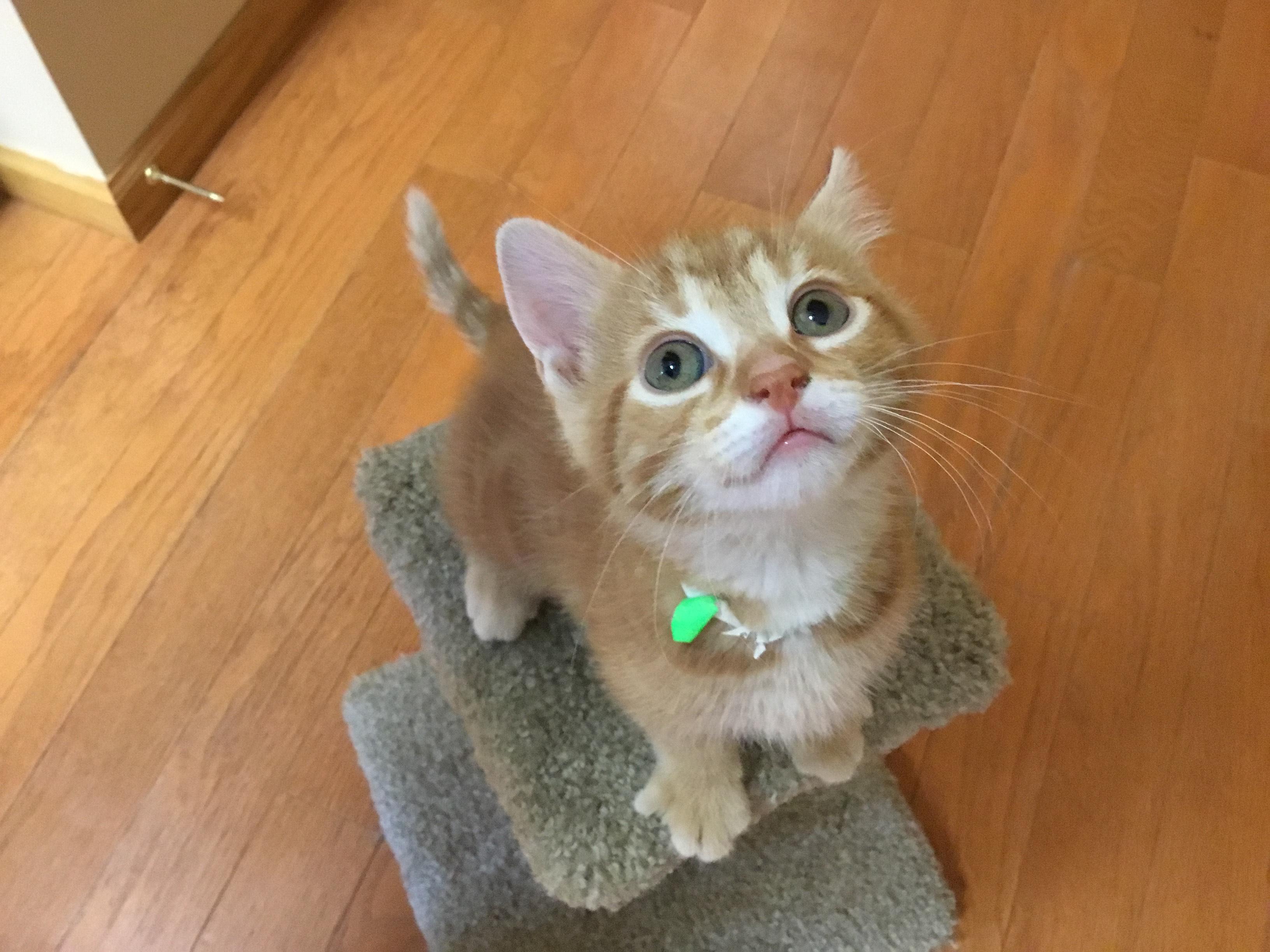 Tangerine, a Adopted Domestic Short Hair image 4/4