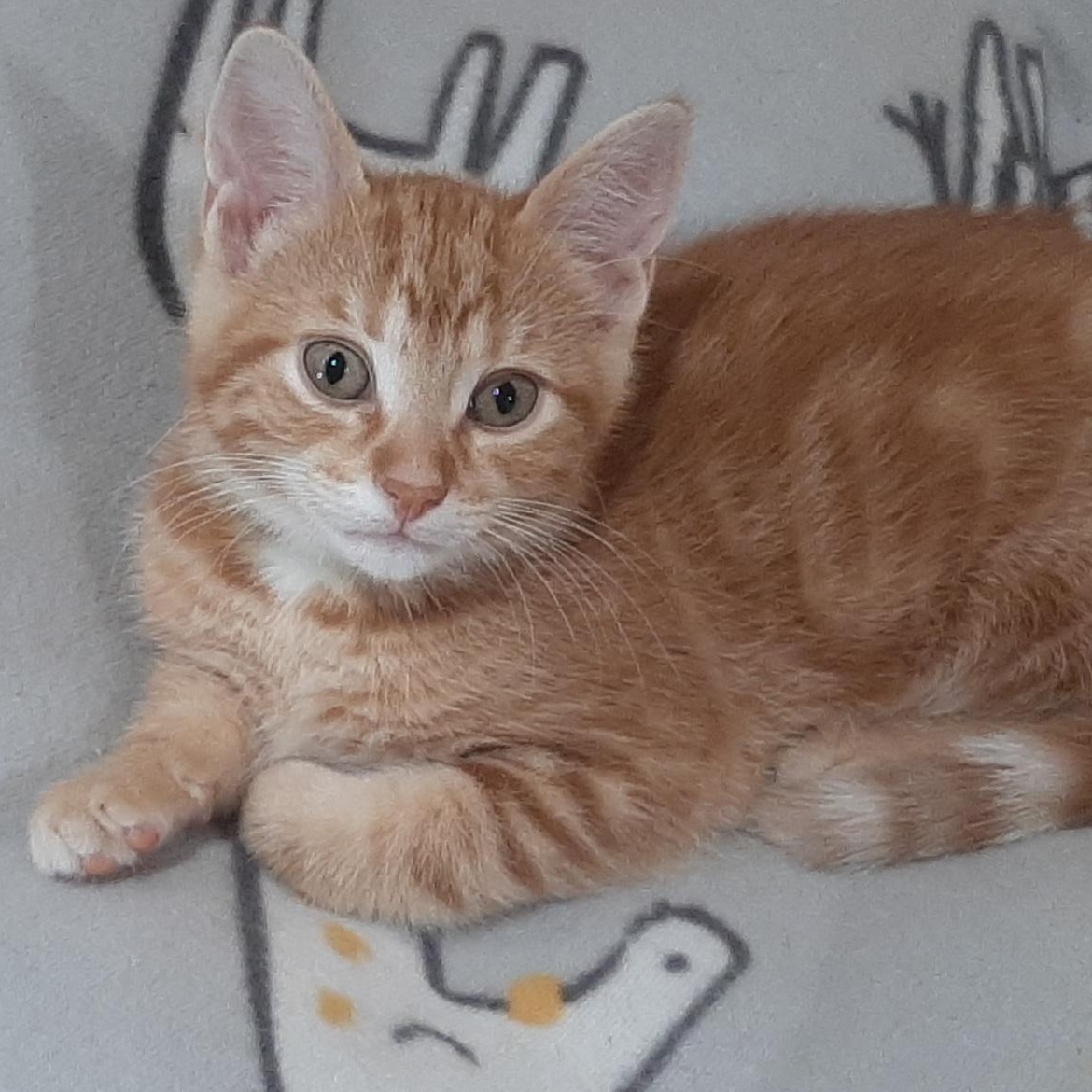 Tangerine, Adopted, Kitten Male Domestic Short Hair.
