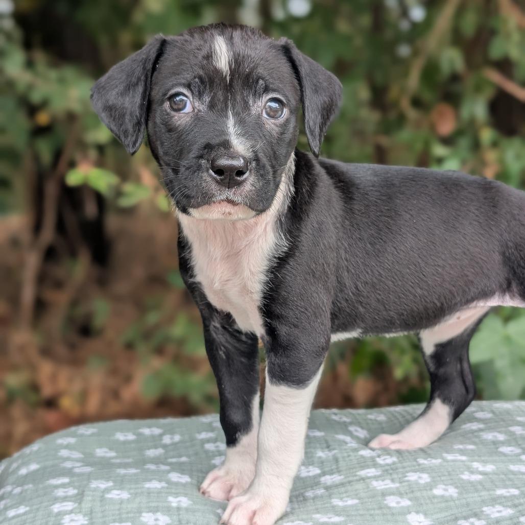 Enlarge Dalia 09-1925, a Adoptable mixed breed in Tyrone, GA image 2/6