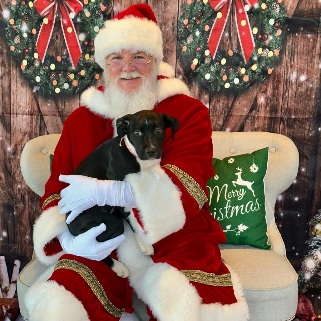 Enlarge Dalia 09-1925, a Adoptable mixed breed in Tyrone, GA image 3/6