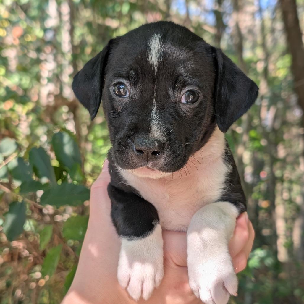 Enlarge Dalia 09-1925, a Adoptable mixed breed in Tyrone, GA image 4/6