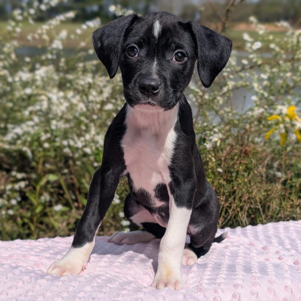 Enlarge Dalia 09-1925, a Adoptable mixed breed in Tyrone, GA image 5/6