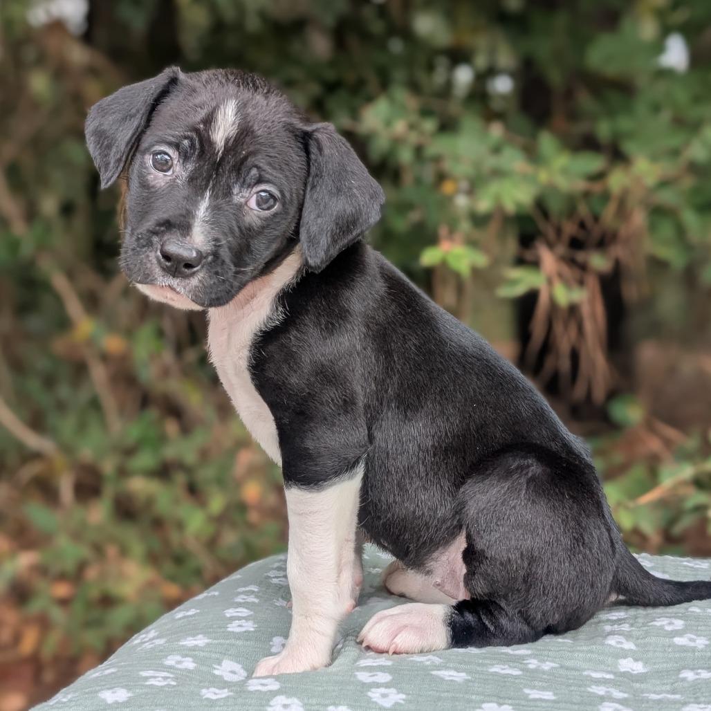 Enlarge Dalia 09-1925, a Adoptable mixed breed in Tyrone, GA image 6/6