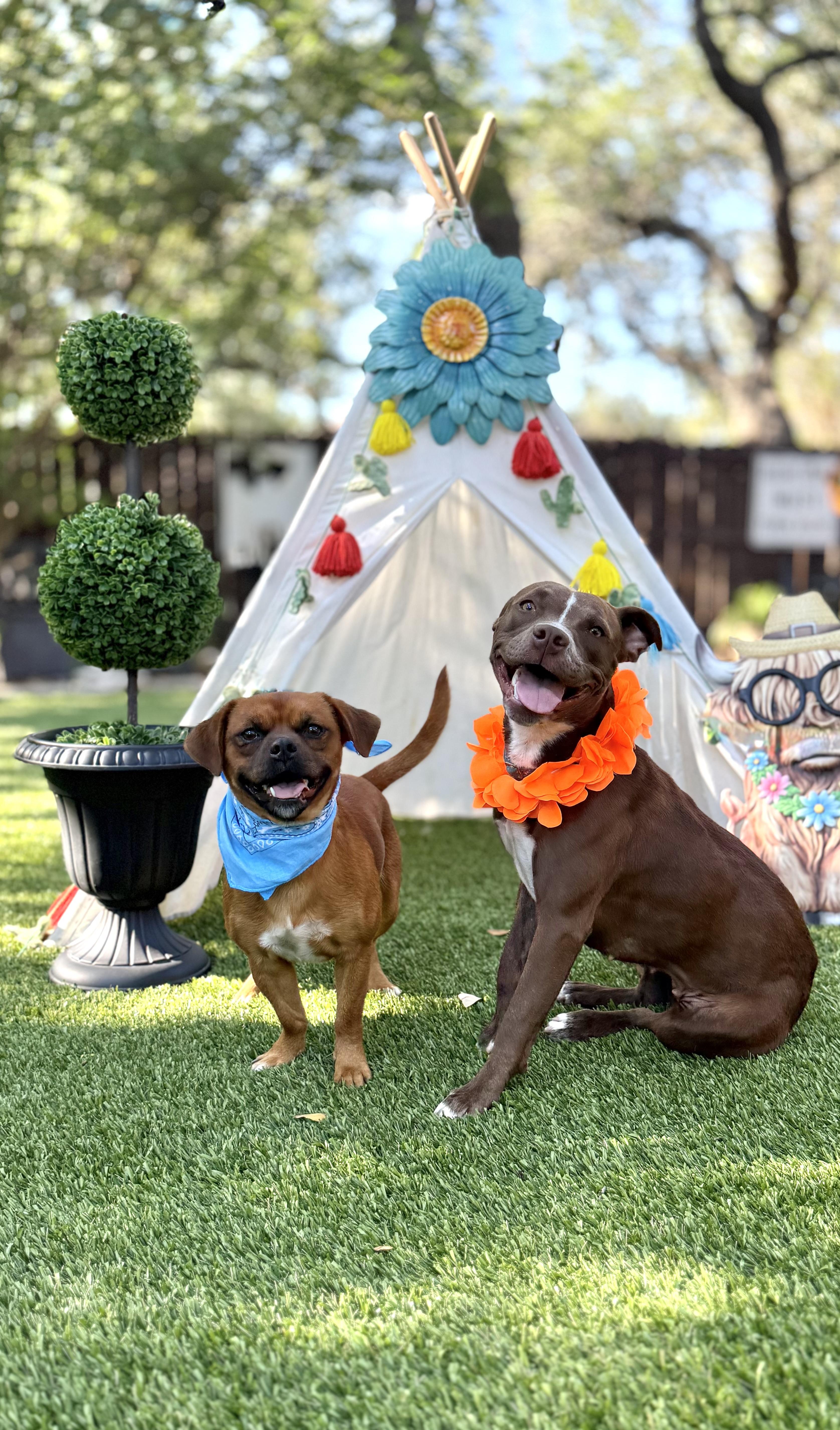 Enlarge Pippa & Petey, a Adoptable mixed breed in Billings, MT image 2/6