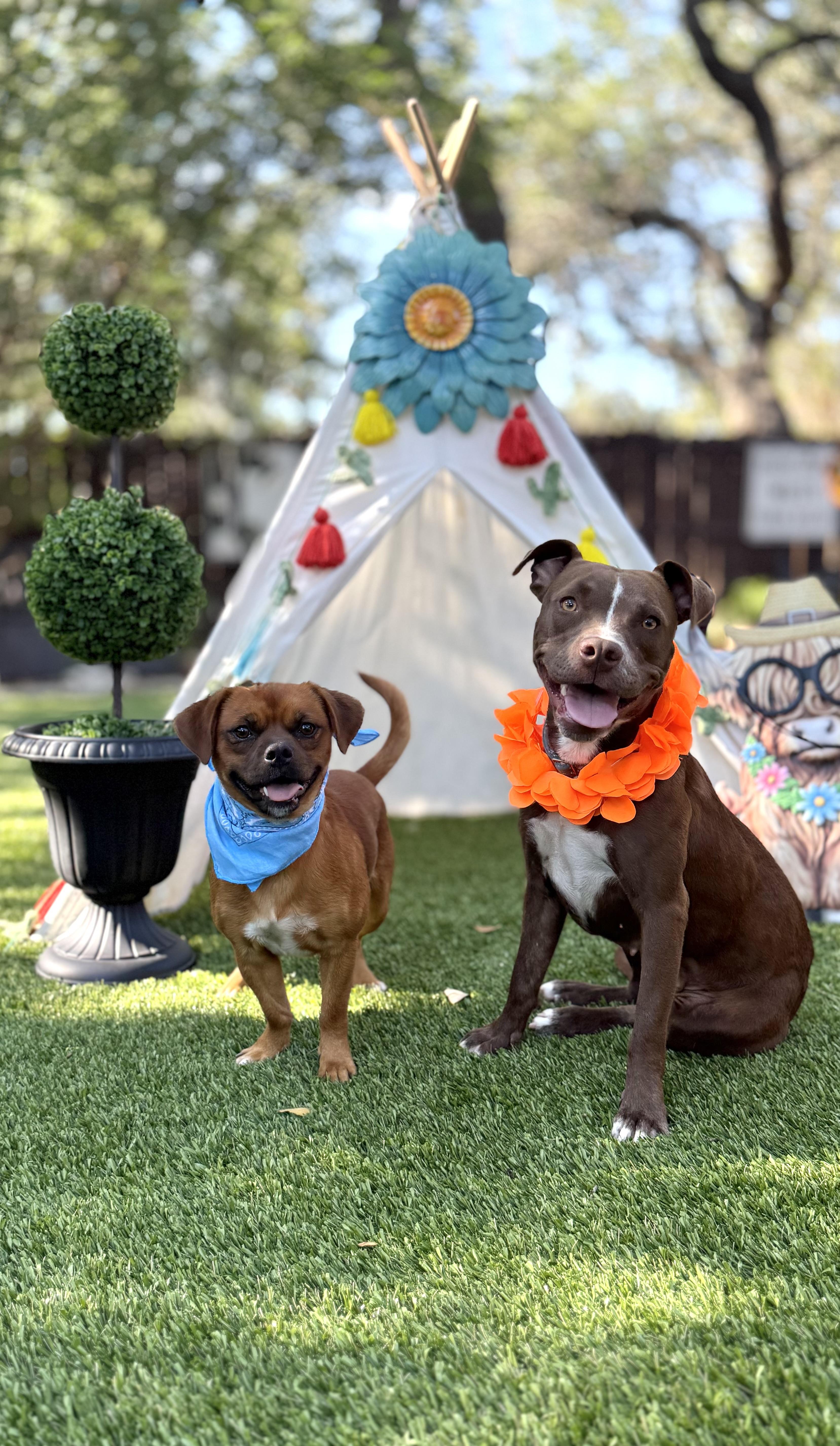 Enlarge Pippa & Petey, a Adoptable mixed breed in Billings, MT image 4/6