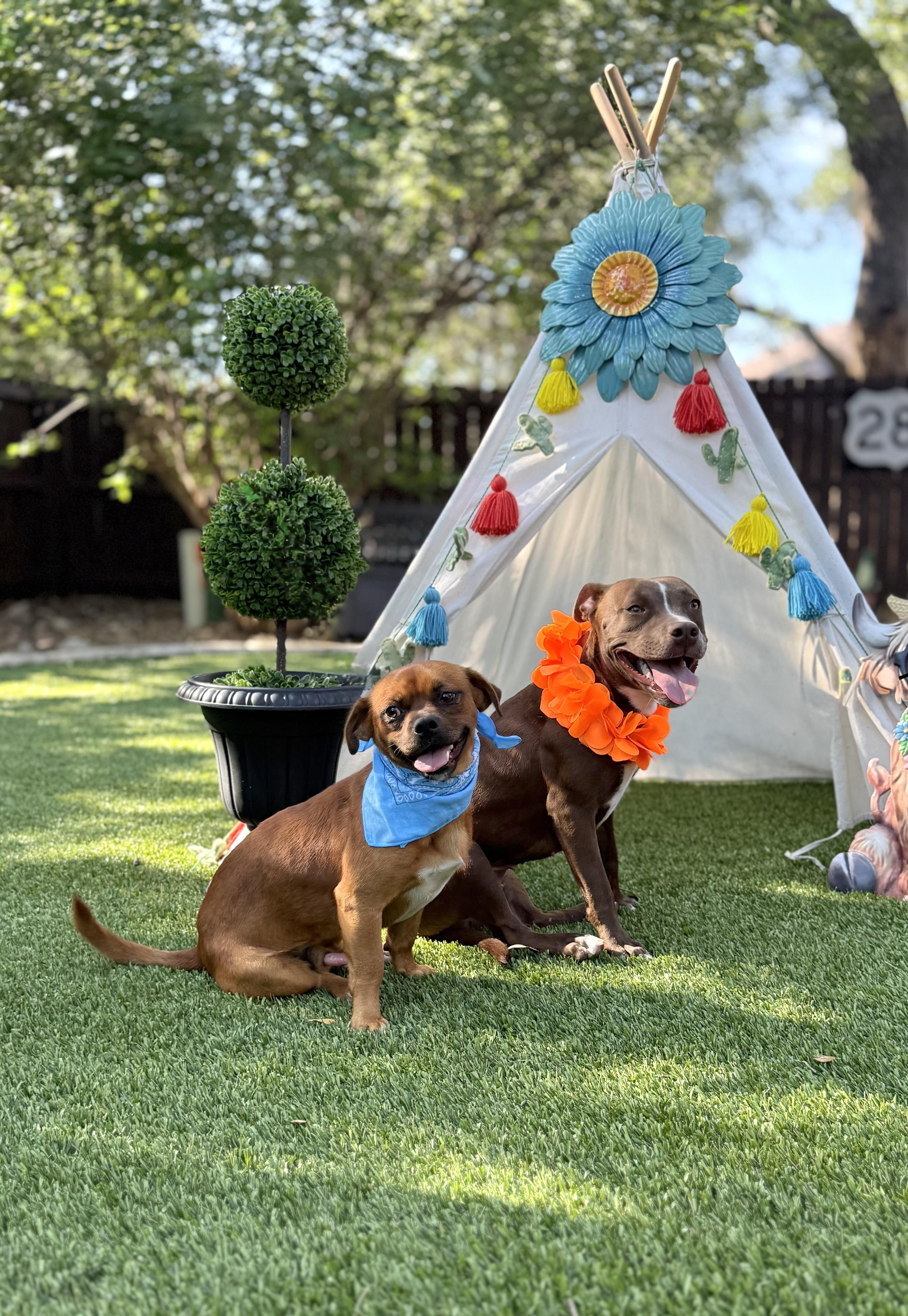 Pippa & Petey, Adoptable, Young Female Terrier & Boston Terrier.